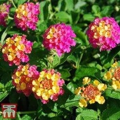 Lantana Camara Calippo Collection -Flourish Flora cali tuti3