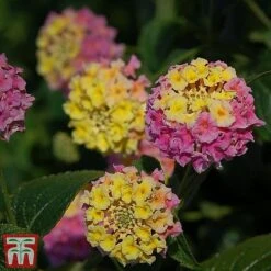 Lantana Camara Calippo Collection -Flourish Flora cali tuti4