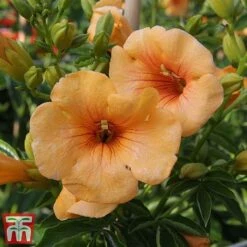 Campsis X Tagliabuana 'Summer Jazz - Gold' -Flourish Flora camp jazz2