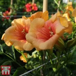 Campsis X Tagliabuana 'Summer Jazz - Gold' -Flourish Flora camp jazz3