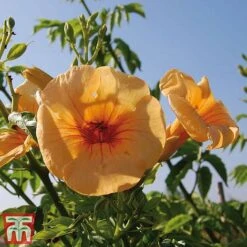 Campsis X Tagliabuana 'Summer Jazz - Gold' -Flourish Flora camp jazz5