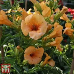 Campsis X Tagliabuana 'Summer Jazz - Gold' -Flourish Flora camp jazz6