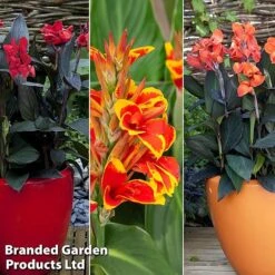 Canna X Generalis 'Cannova Collection' -Flourish Flora canna coll