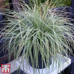 Carex Oshimensis 'Everest' -Flourish Flora care eve11