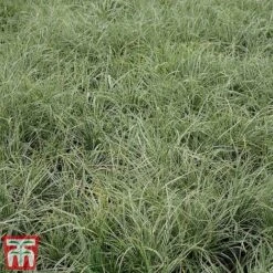 Carex Oshimensis 'Everest' -Flourish Flora care eve3