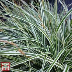 Carex Oshimensis 'Everest' -Flourish Flora care eve4