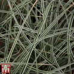 Carex Oshimensis 'Everest' -Flourish Flora care eve5