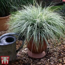 Carex Oshimensis 'Everest' -Flourish Flora care eve6