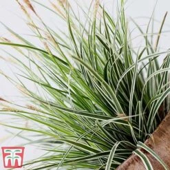 Carex Oshimensis 'Everest' -Flourish Flora care eve7