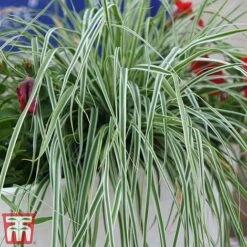 Carex Oshimensis 'Everest' -Flourish Flora care eve9