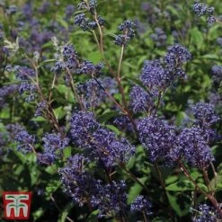 Ceanothus X Delilianus 'Henri Desfosse' -Flourish Flora cean3