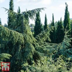 Cedrus Libani -Flourish Flora cedr li