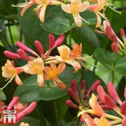 Honeysuckle 'Celestial' -Flourish Flora cele2