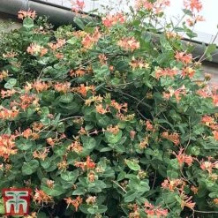 Honeysuckle 'Celestial' -Flourish Flora cele3