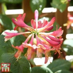 Honeysuckle 'Celestial' -Flourish Flora cele7