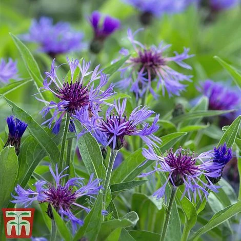 Centaurea Montana 1 Centaurea Montana