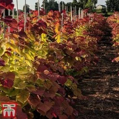 Cercis 'Eternal Flame' -Flourish Flora cersi2