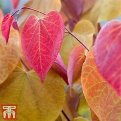 Cercis 'Eternal Flame' -Flourish Flora cersi4