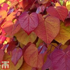 Cercis 'Eternal Flame' -Flourish Flora cersi5