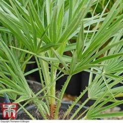 Chamaerops Humilis -Flourish Flora chaM T47762 C1