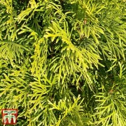 Chamaecyparis Obtusa 'Gitte' -Flourish Flora cham gitt