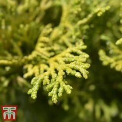 Chamaecyparis Obtusa 'Gitte' -Flourish Flora cham gitte