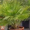 Chamaerops Humilis 'Vulcano'