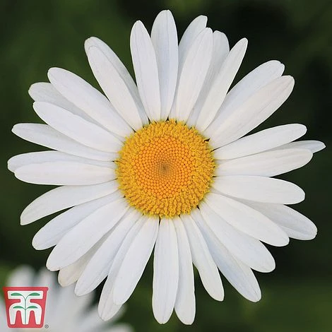 Chrysanthemum 'Silver Princess' 1 Chrysanthemum 'Silver Princess'