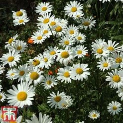 Chrysanthemum 'Silver Princess' -Flourish Flora chry sil