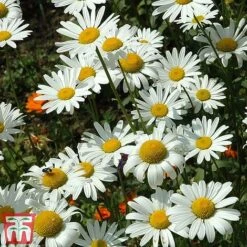 Chrysanthemum 'Silver Princess' -Flourish Flora chry silv