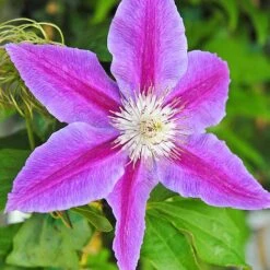 Clematis Large Flowered Trio -Flourish Flora clem coll C