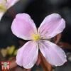 Clematis Montana 'Fragrant Springs'