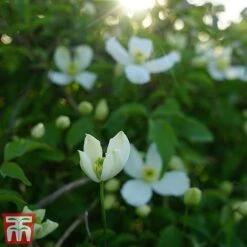 Clematis Montana 'Grandiflora' -Flourish Flora clem mont