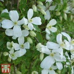 Clematis Montana 'Grandiflora' -Flourish Flora clem mont2