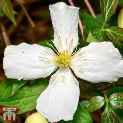 Clematis Montana 'Grandiflora' -Flourish Flora clem mont4