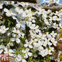 Clematis Montana 'Grandiflora' -Flourish Flora clem mont5