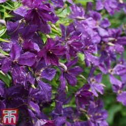 Clematis Viticella 'Polish Spirit' -Flourish Flora clem pol3