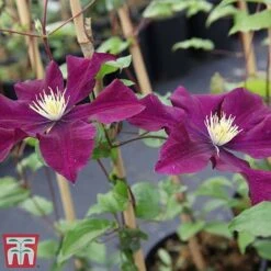 Clematis 'Warszawska Nike' -Flourish Flora clem wars3