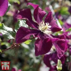 Clematis 'Warszawska Nike' -Flourish Flora clem wars4