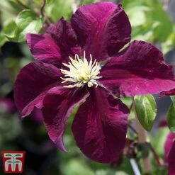 Clematis 'Warszawska Nike' -Flourish Flora clem wars5