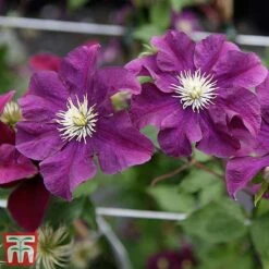 Clematis 'Warszawska Nike' -Flourish Flora clem wars6