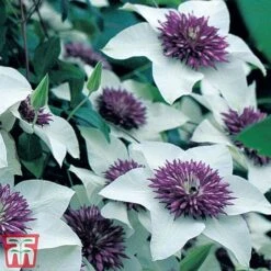 Clematis Florida 'Sieboldii' -Flourish Flora clem1