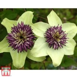 Clematis Florida 'Sieboldii' -Flourish Flora clemat