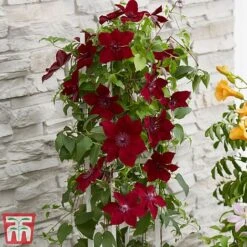 Clematis Patio Collection -Flourish Flora clematis3