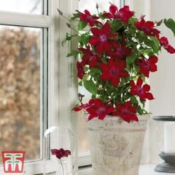 Clematis Patio Collection -Flourish Flora clematis5