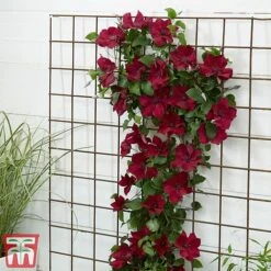 Clematis Patio Collection -Flourish Flora clematis6