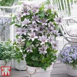 Clematis Patio Collection -Flourish Flora clematis8
