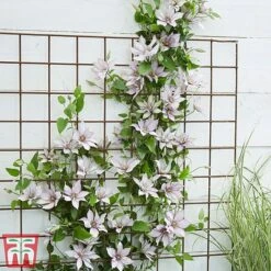 Clematis Patio Collection -Flourish Flora clematis9