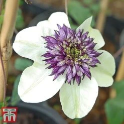 Clematis Florida 'Sieboldii' -Flourish Flora clems