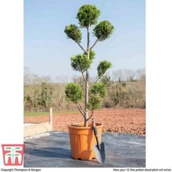 Leyland Cypress 'Castlewellan' Topiary -Flourish Flora cloud
